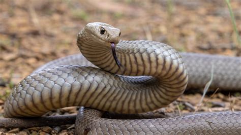  Elapid Snake! A Venomous Serpent That Can Paralyze Its Prey With One Bite