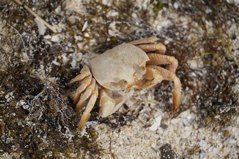  โอ๊ค แคลว (Oak Crabs) - Crustaceans that Crawl with Charm and Claws Fit for Kings!