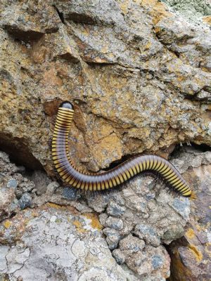  Zebra Millipede:  A Masterful Conductor Orchestrating the Symphony of Decay!